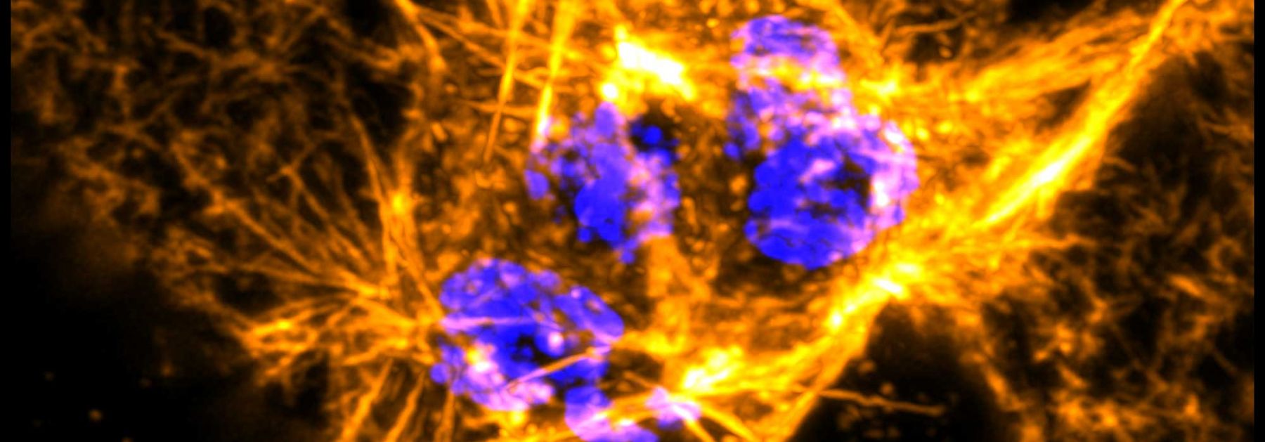 Cell Motility Banner