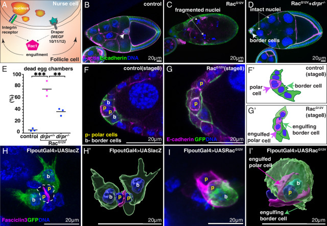 New Publication: Hyperactive Rac Stimulates Cannibalism Of Living ...