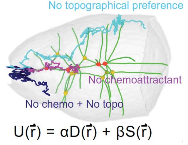 The Science Paper Is Out! | Denise Montell Lab | Molecular, Cellular ...