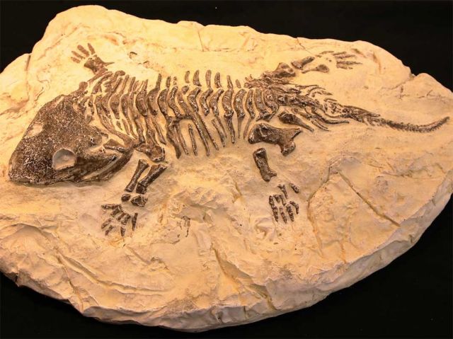 Seymouria Fossil