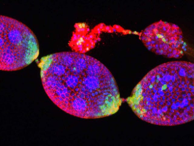 Credit: Abhinava Mishra