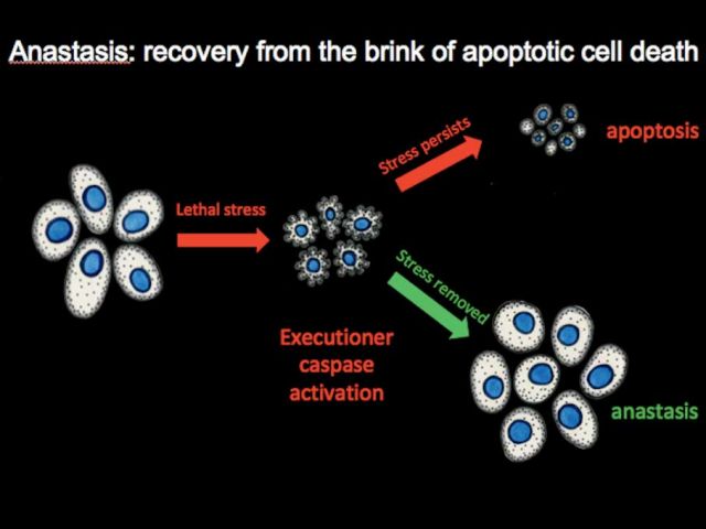 Gongping's paper is published!