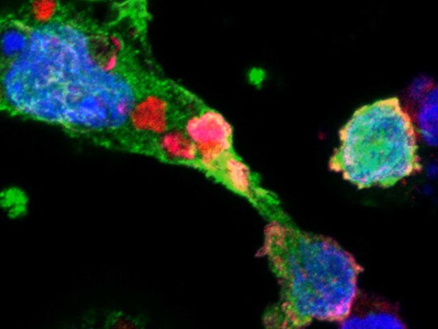 Credit: Abhinava Mishra