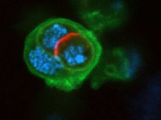 Credit: Alba Yurani Torres Espinosa