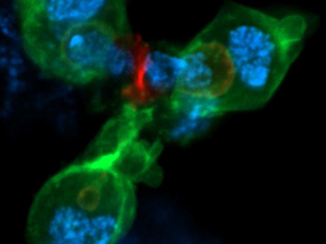 Credit: Alba Yurani Torres Espinosa