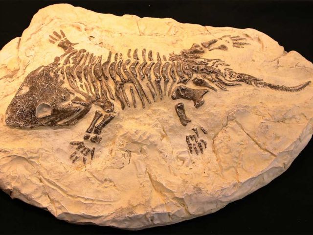 A science story 40 years in the making...