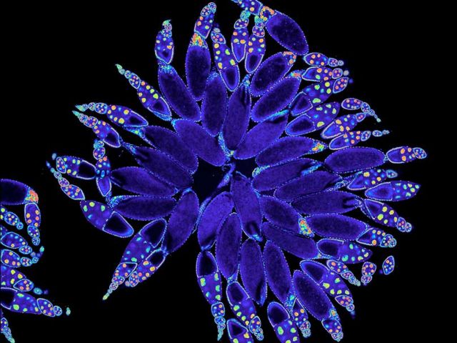 Look for our image at ASCB's Dulles Airport scientific art exhibit!