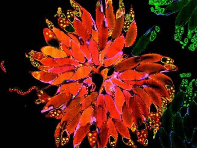 A whole Drosophila ovary