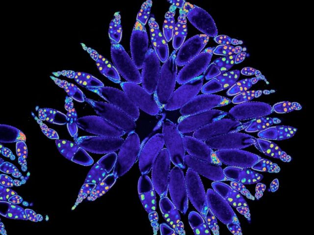 Whole Drosophila ovary stained with Hoechst and visualized with Rainbow RGB