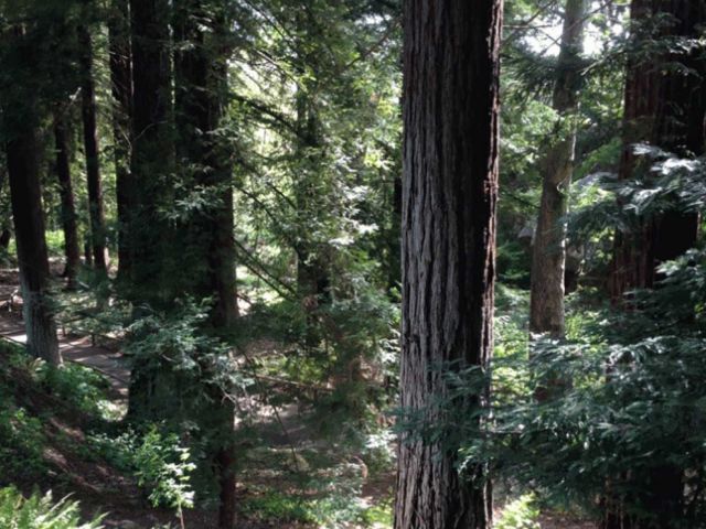 Redwoods in the Santa Barbara Botanical Garden